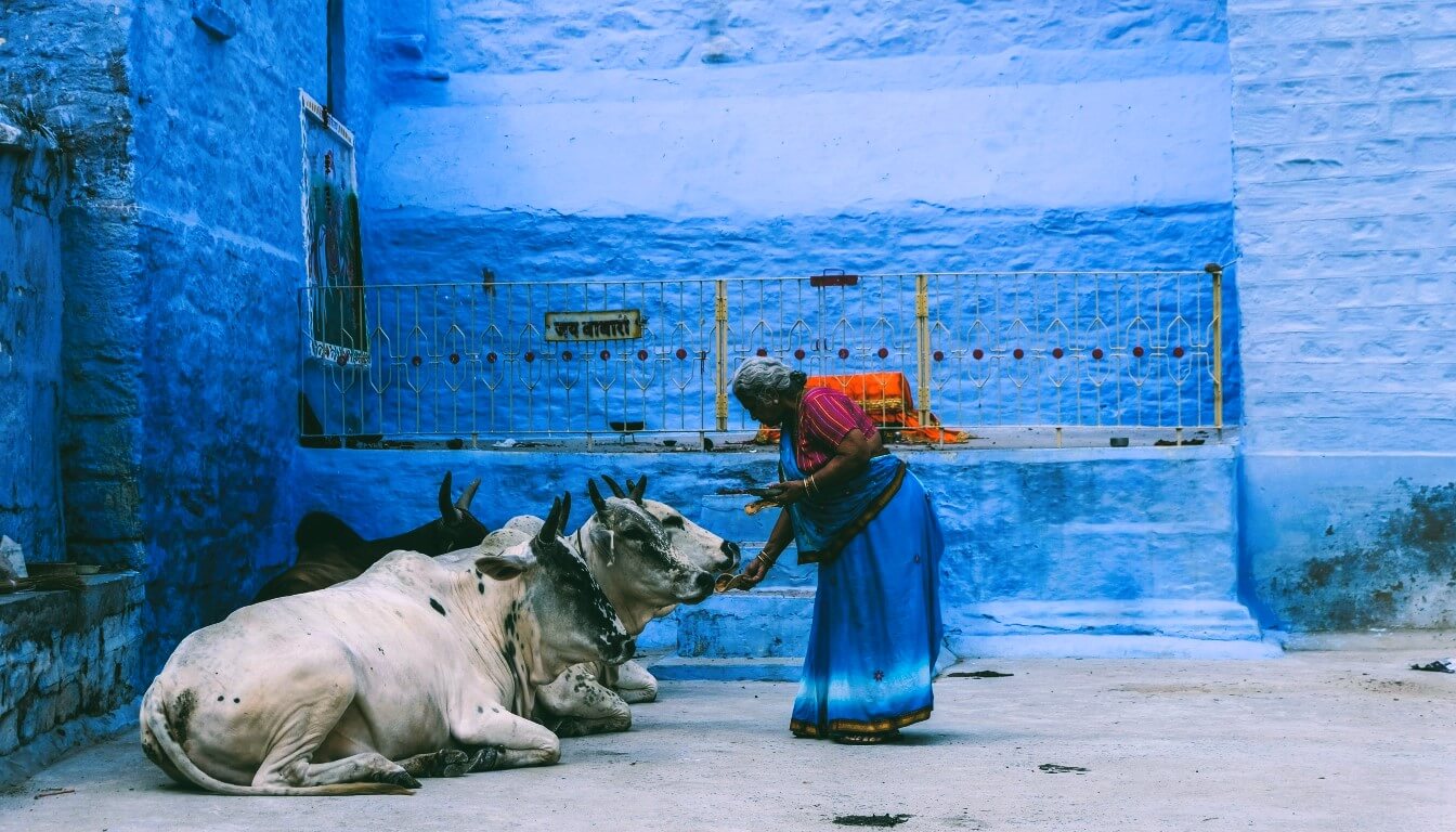 Vacas sagradas, India - destinos de viaje en Asia